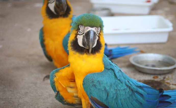 PROTEÇÃO ANIMAL SILVESTRE: NOVO CETAS FORTALECE FAUNA