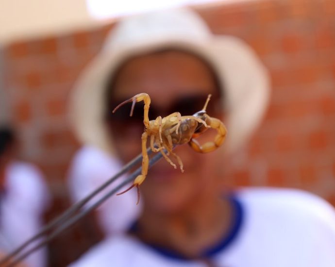 Dengue Escorpiao 37 1