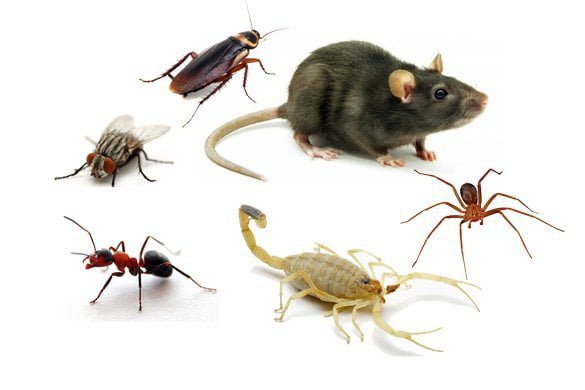 PREVENÇÃO de PRAGAS URBANAS: PROTEJA SEU LAR em TRÊS LAGOAS! 8 Pragas urbanas